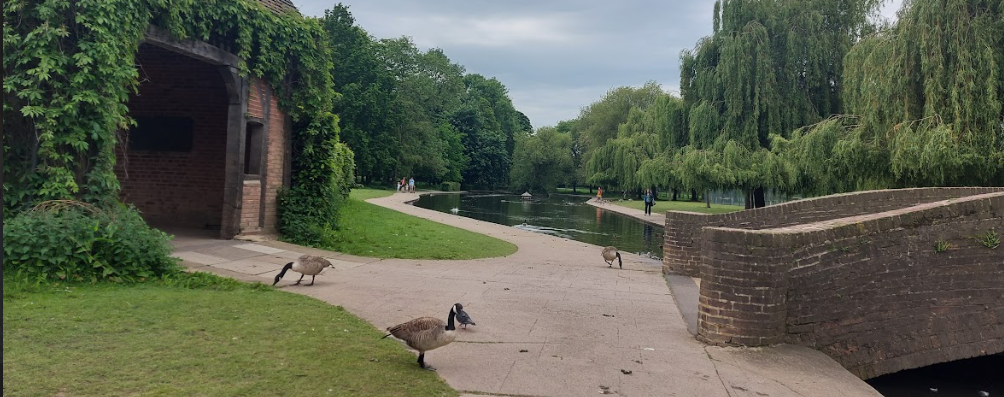 rowntree park lake, with geese in the foreground