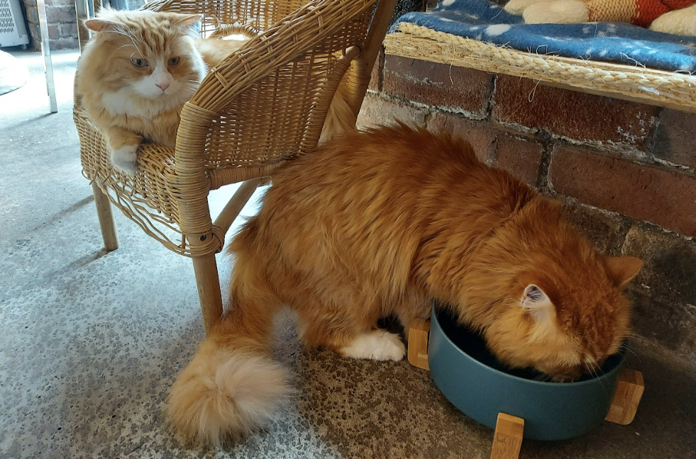 tabby teas cat cafe in sheffield