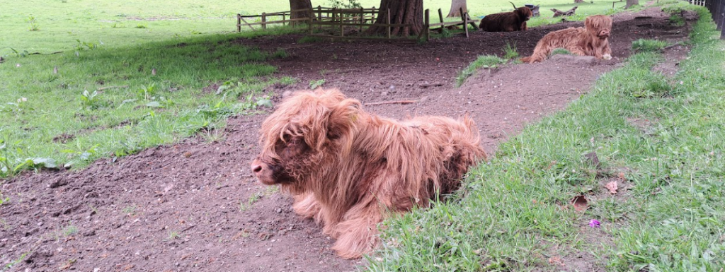 highland cows in pollok country park