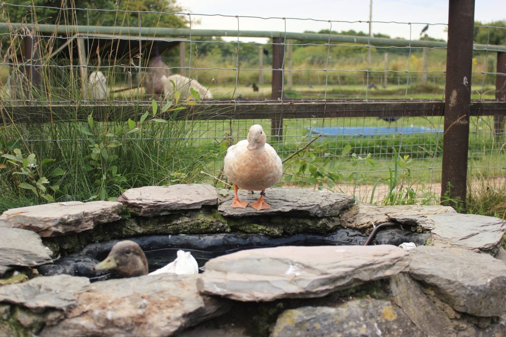ducks at totnes rare breeds farm